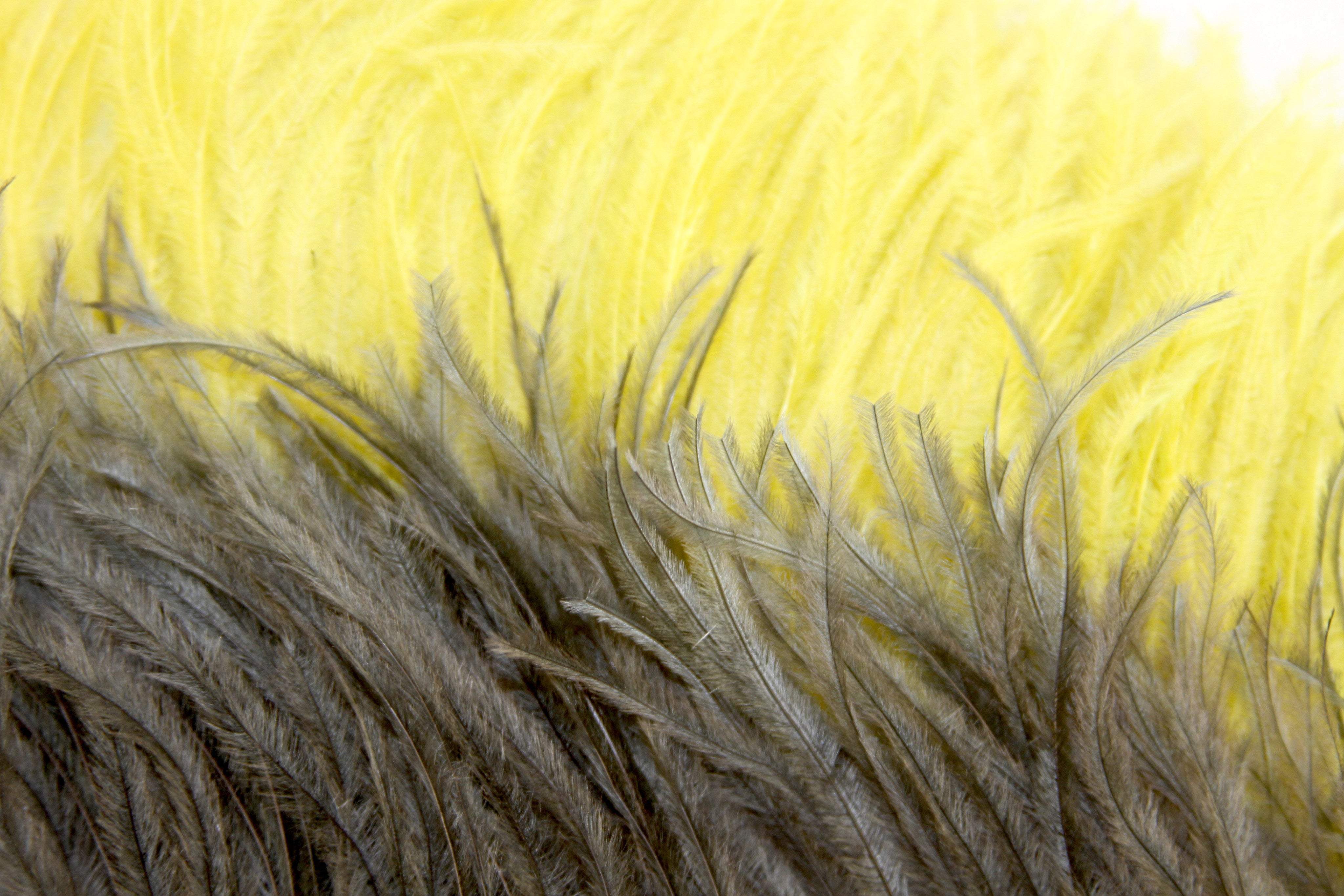 Ostrich Feather Fringe