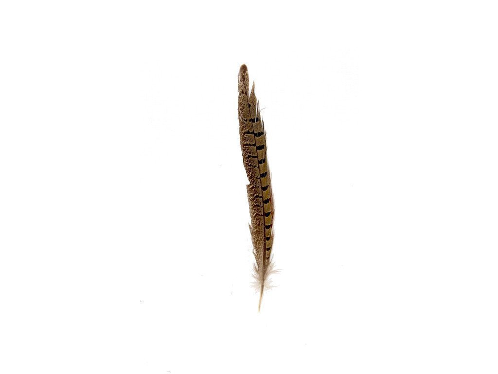 Pheasant Natural Ringneck Feathers - Fancy Feather