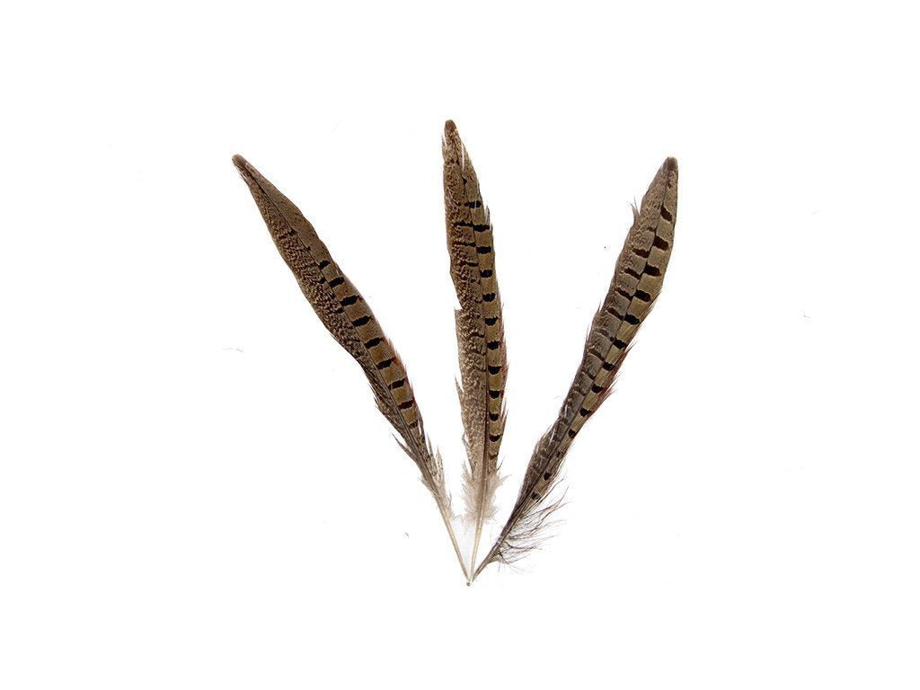 Pheasant Natural Ringneck Feathers - Fancy Feather