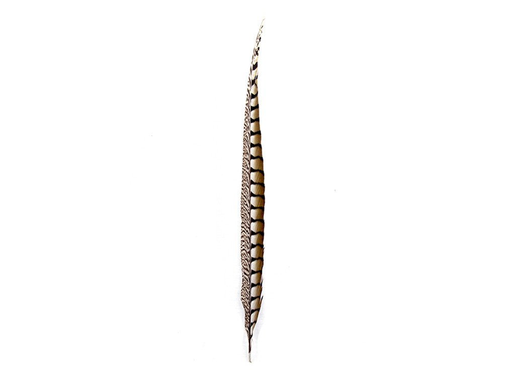 Lady Amherst Pheasant Feathers - Natural - Fancy Feather