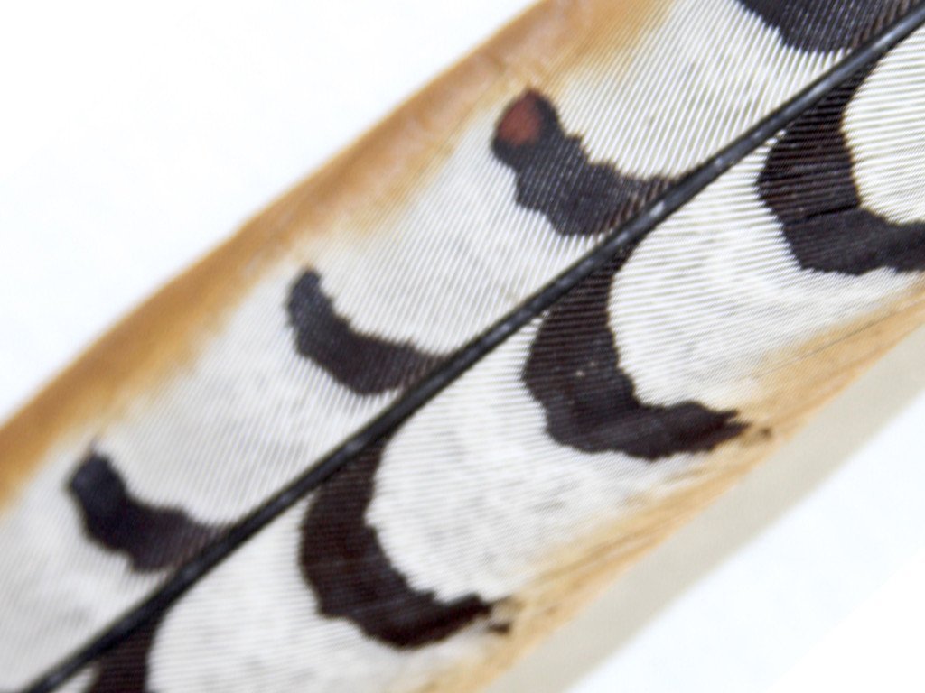 Pheasant Venery Reeves Feathers - Fancy Feather