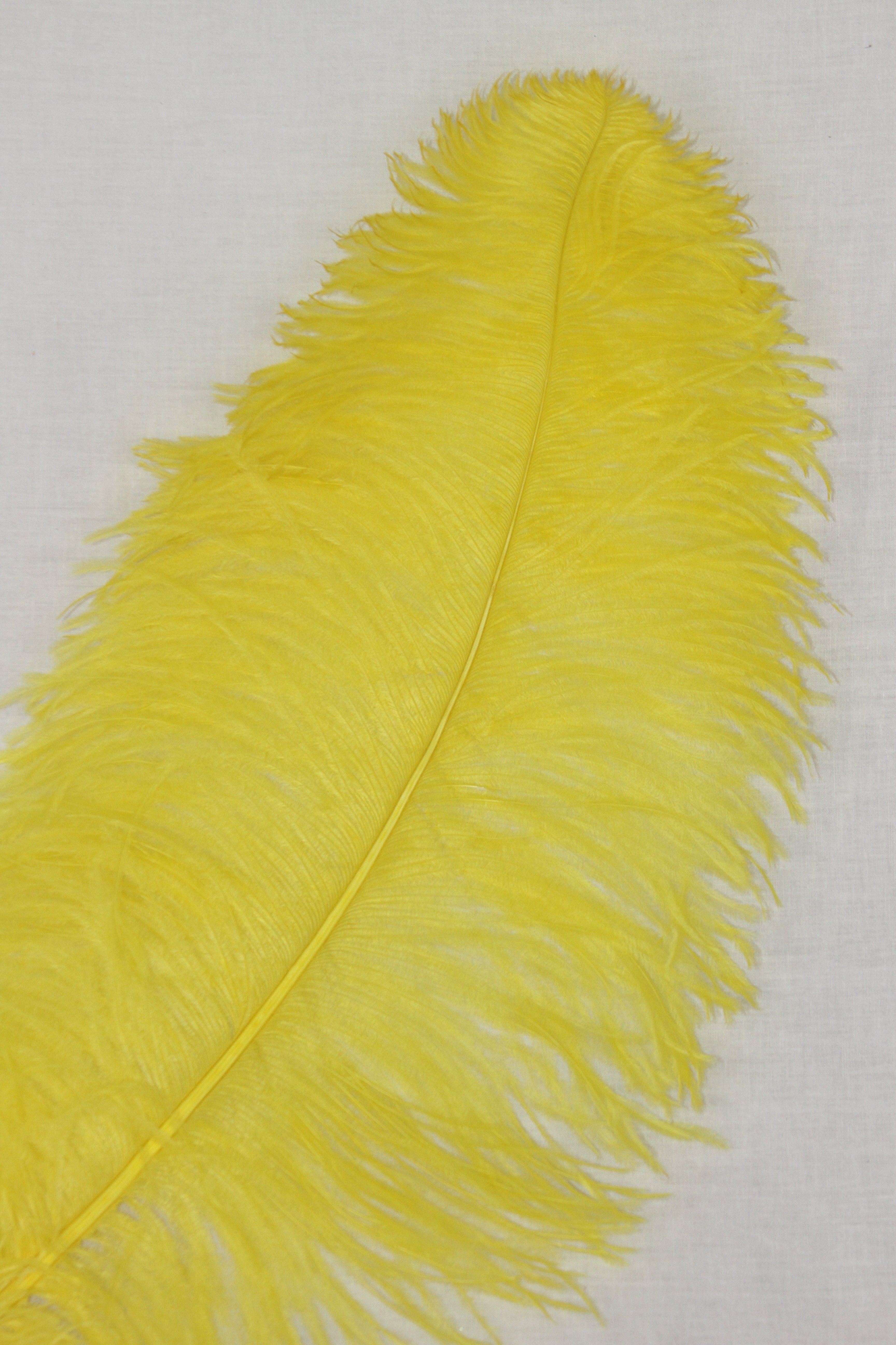 Ostrich Plumes – The ultimate choice for designers and performers