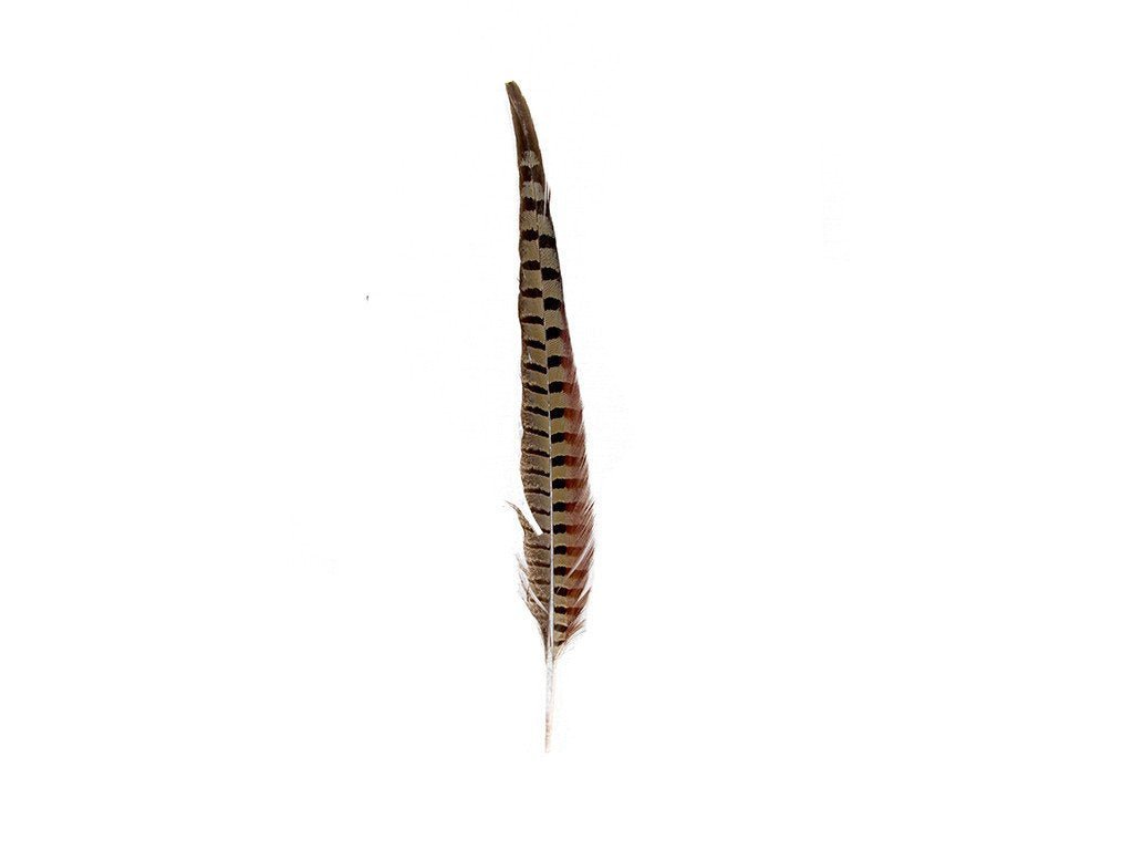 Pheasant Natural Ringneck Feathers - Fancy Feather