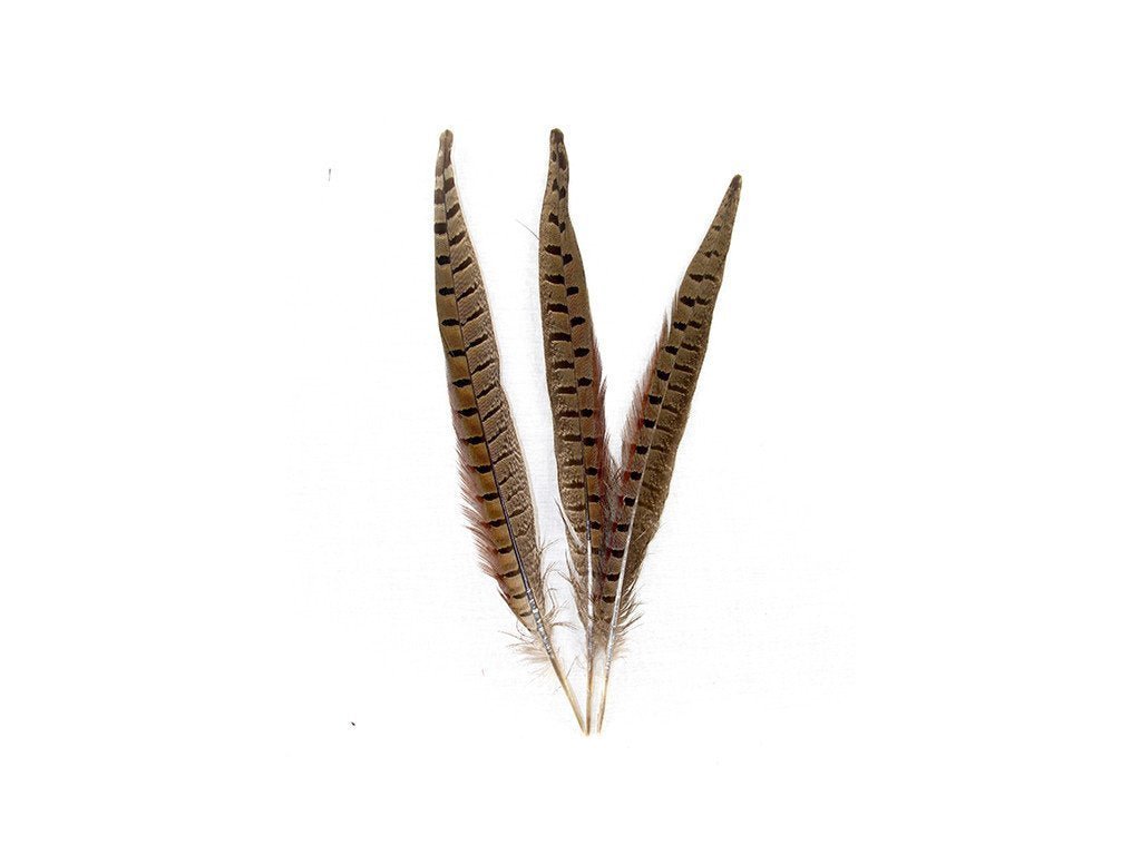 Pheasant Natural Ringneck Feathers - Fancy Feather
