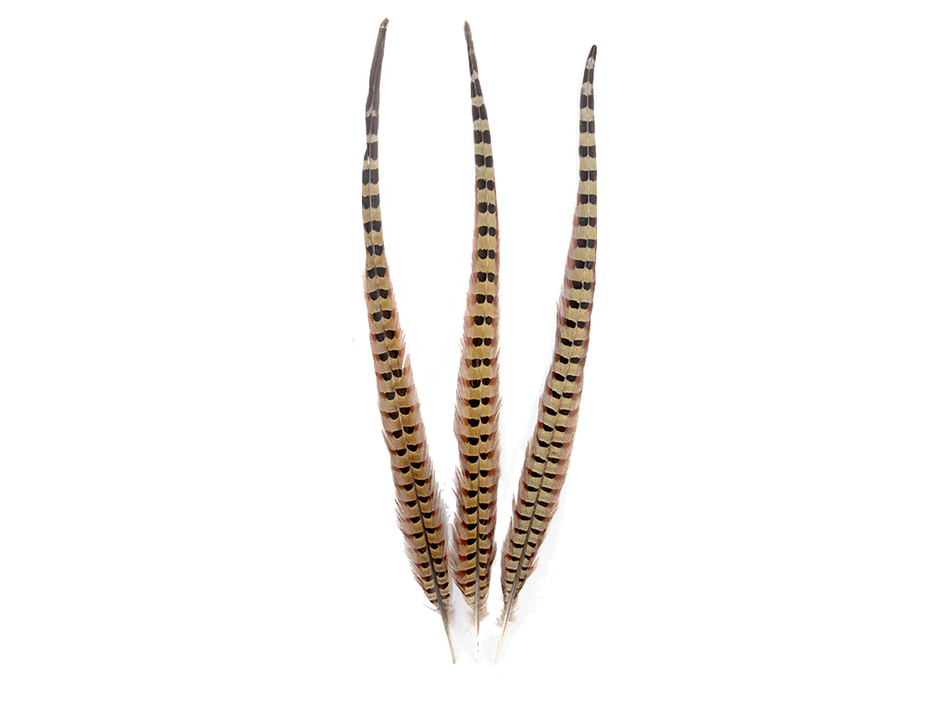 Pheasant Natural Ringneck Feathers - Fancy Feather