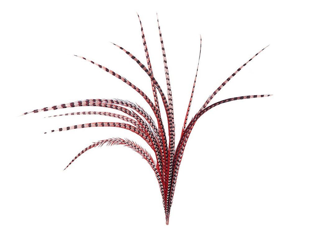 Pheasant Venery Reeves Feathers - Fancy Feather