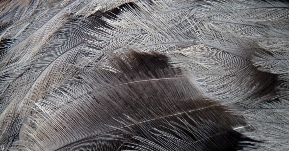 Grey Ostrich Feathers