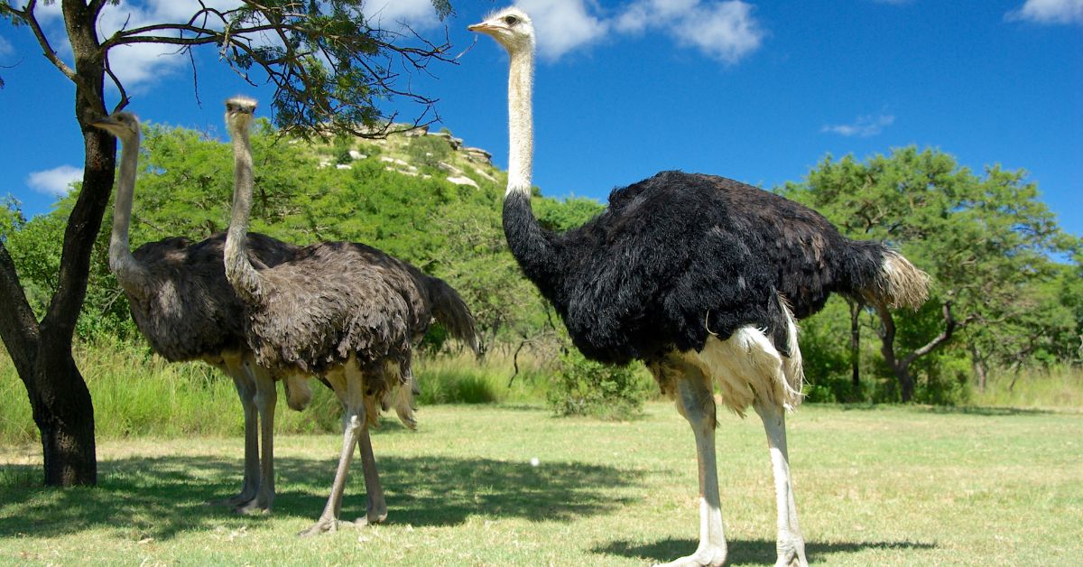 ostriches in a field