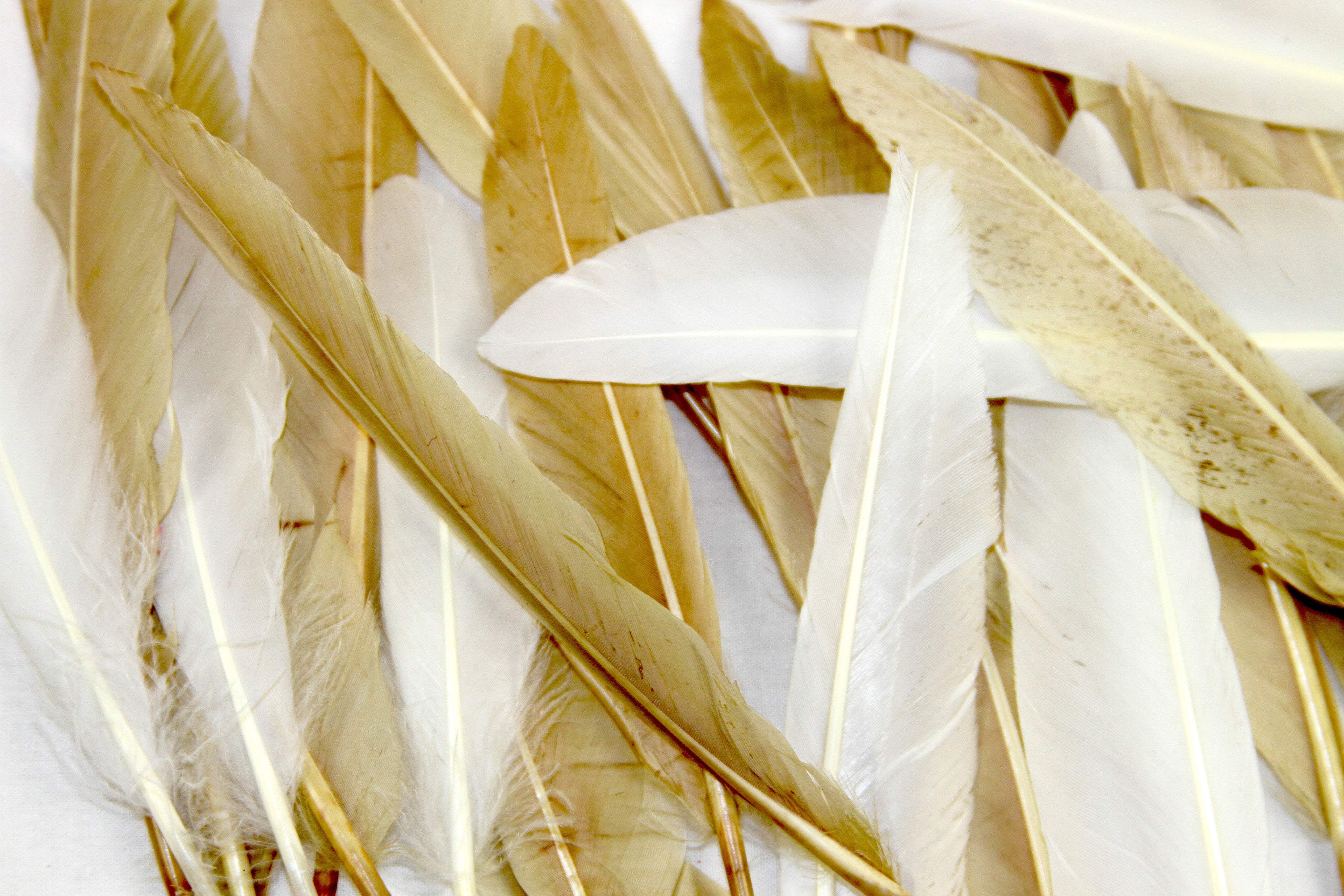 Duck Feathers for Sale Online USA | Fancy Feather Duck Feathers for Sale Online USA | Fancy Feather