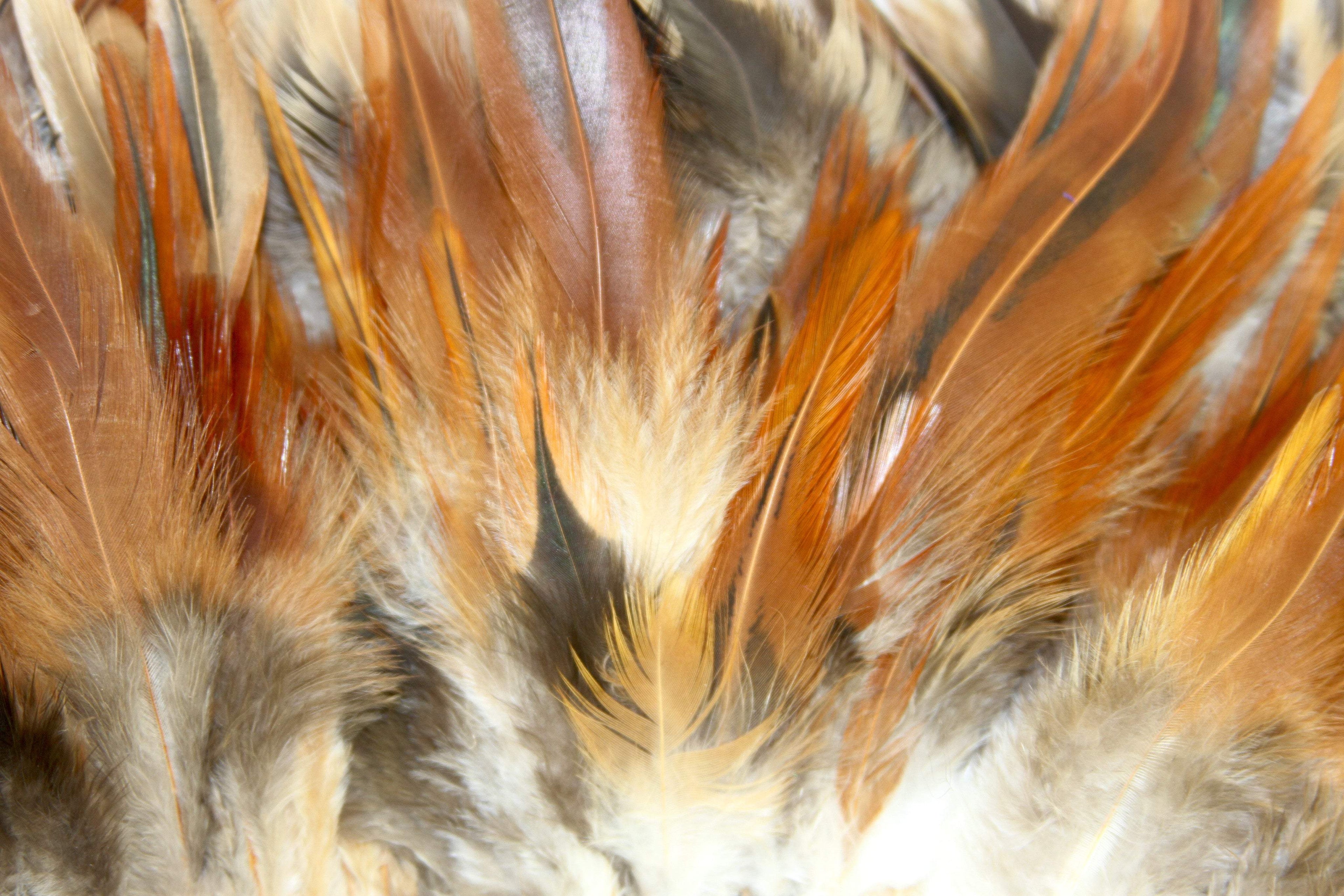 Coque Feathers
