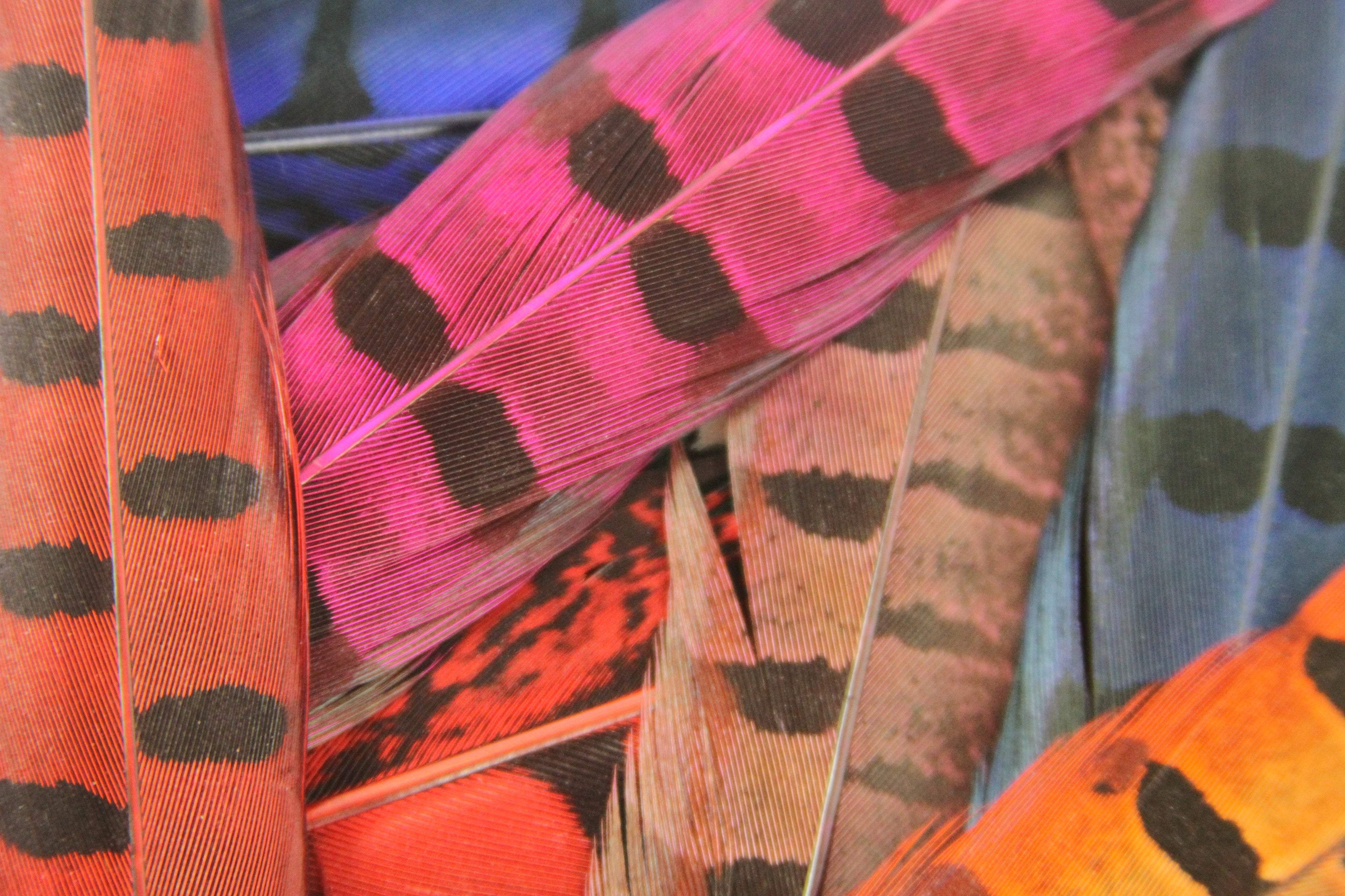 Pheasant Feathers