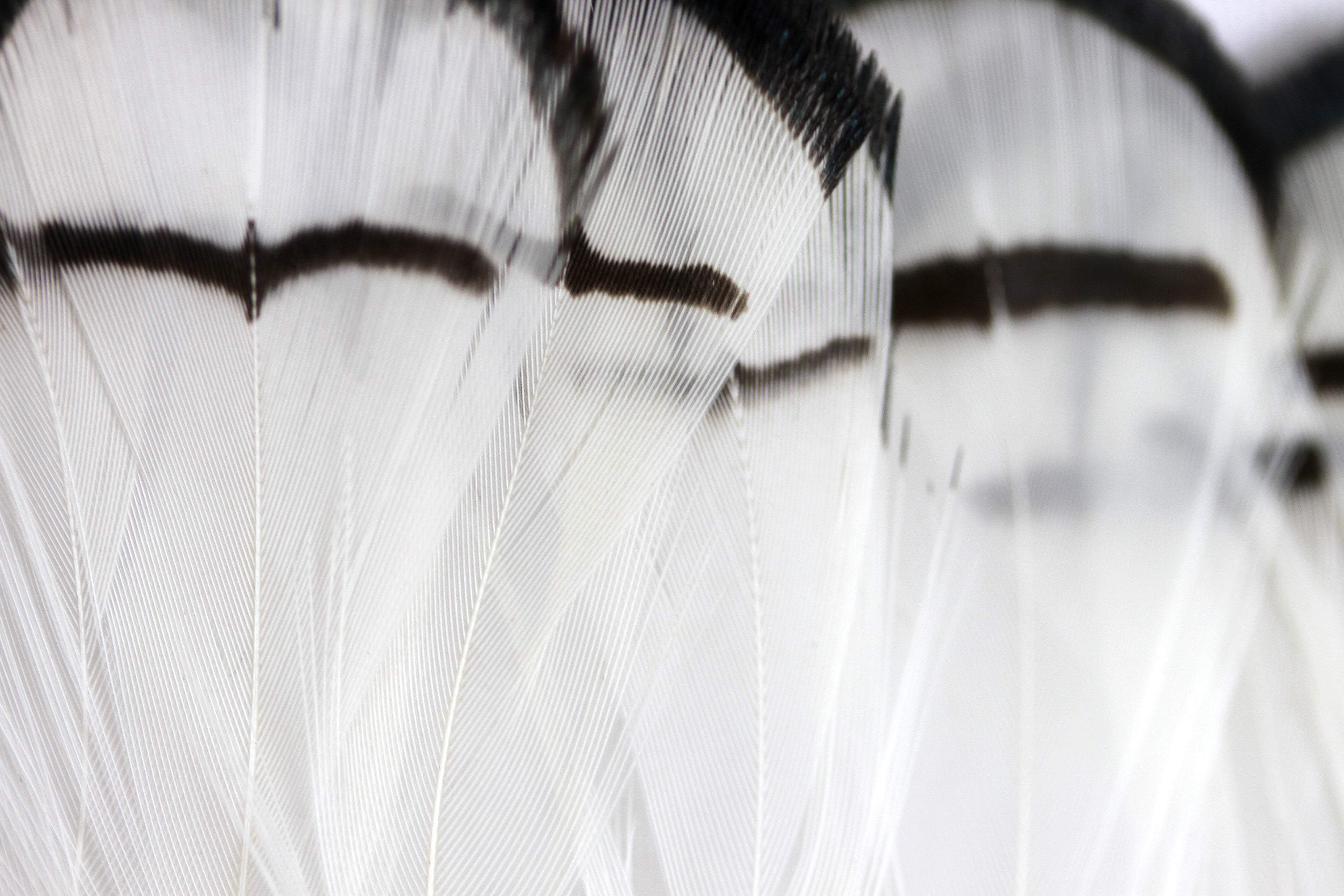 Pheasant Feather Fringe