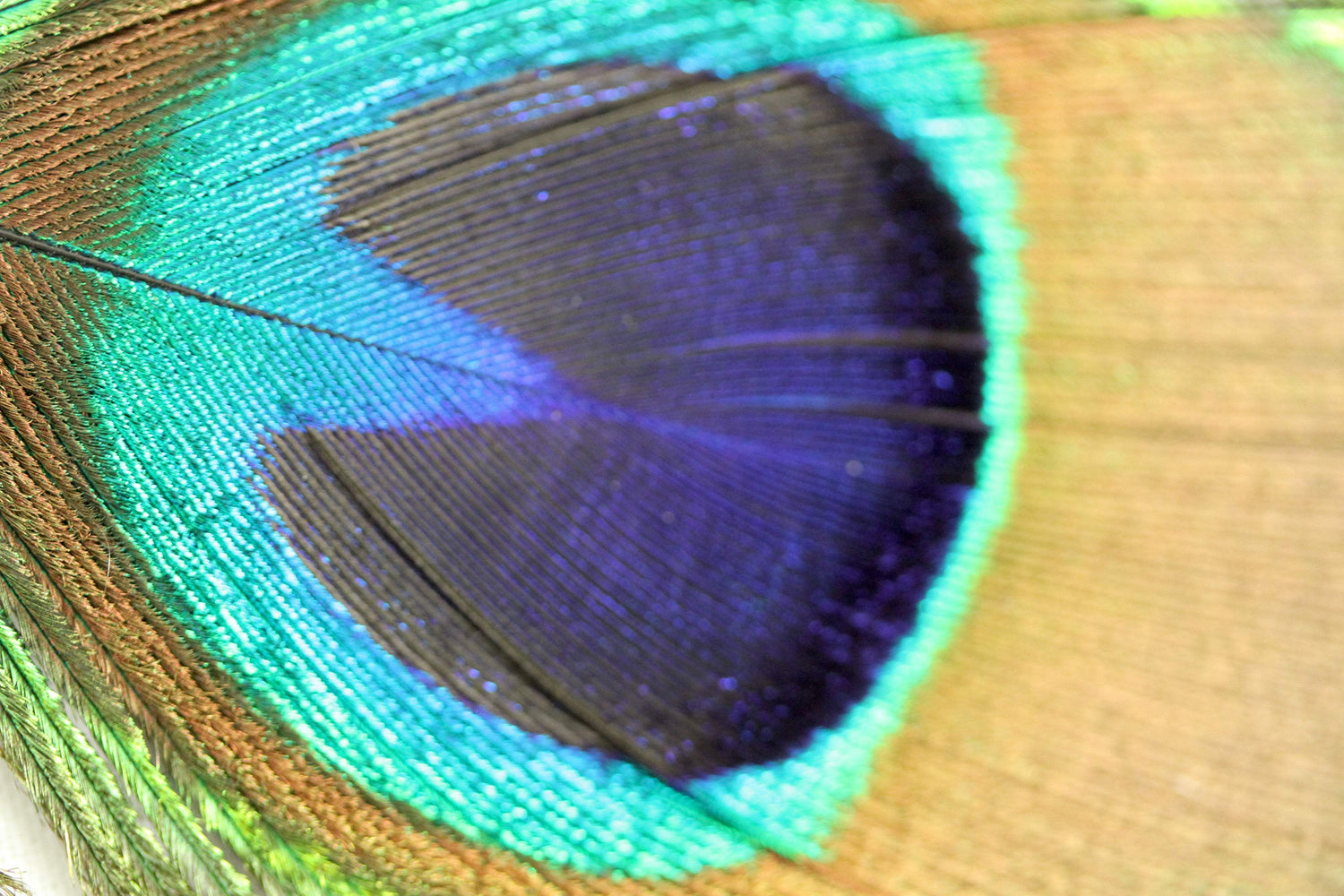 Peacock Feather Fringe