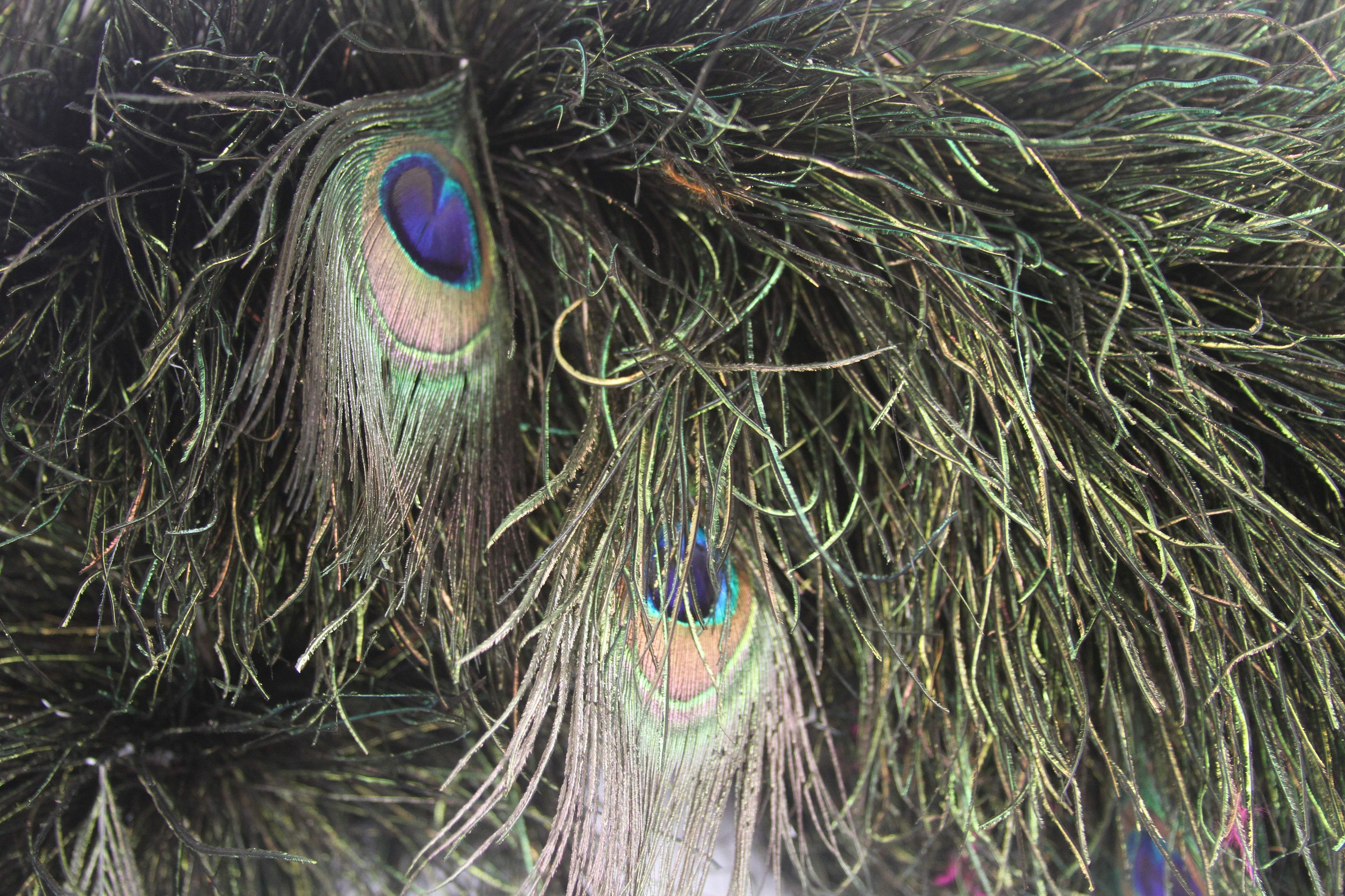 PEACOCK FEATHER