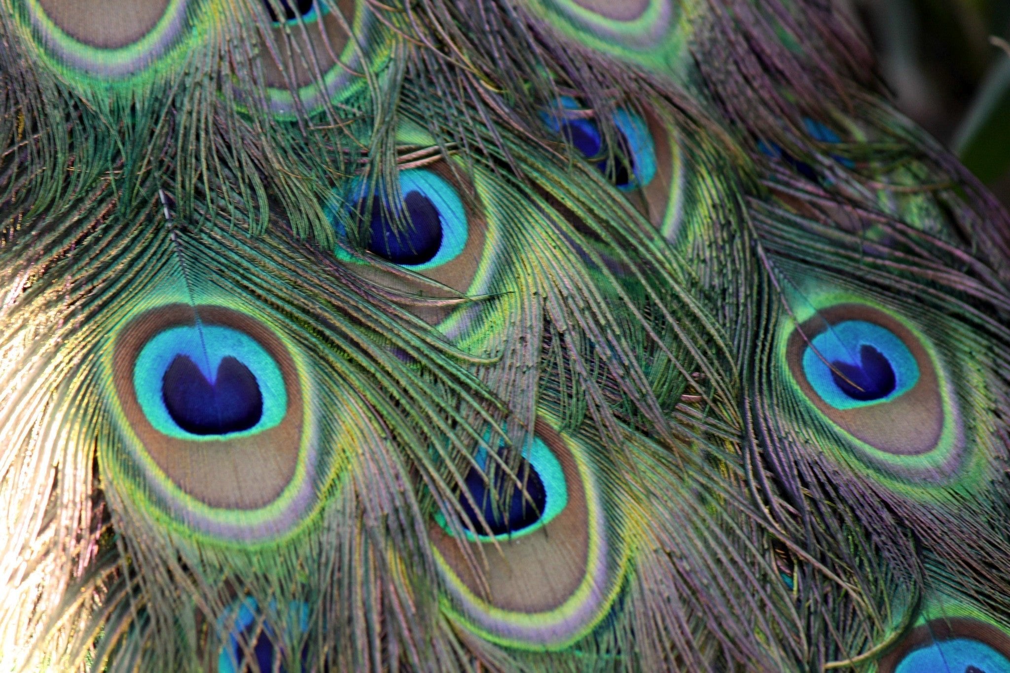 Peacock Feathers