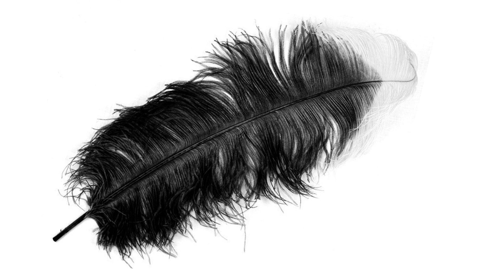 Ostrich feather