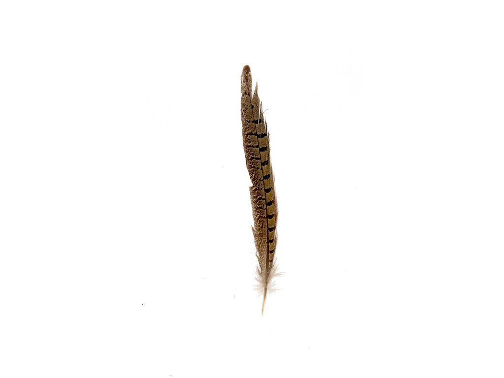 American Ringneck Pheasant Feather, Set of 6 – Luxe Curations