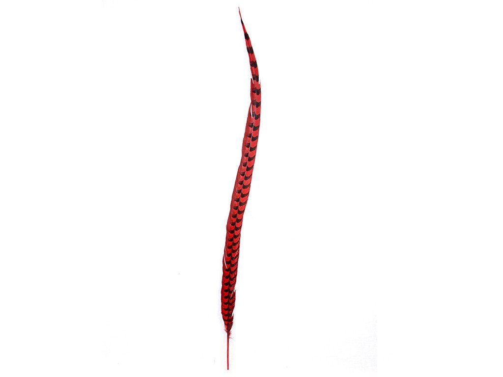 Pheasant Venery Reeves Feathers - Fancy Feather