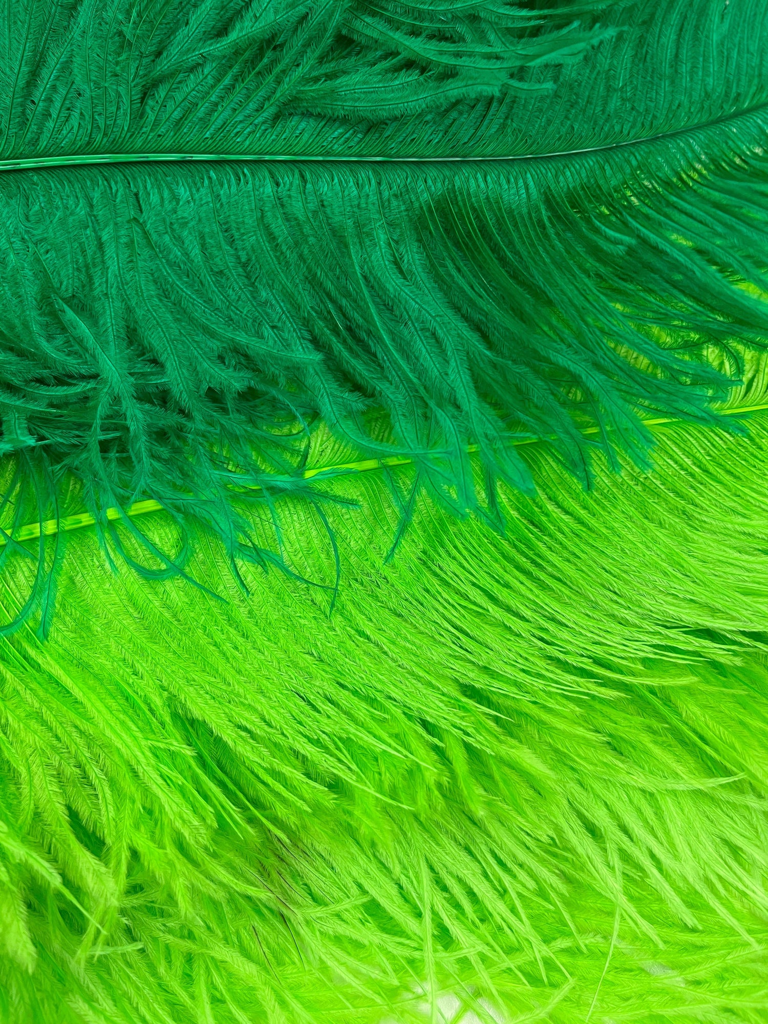 Ostrich Wing Feathers | Ostrich Plumes