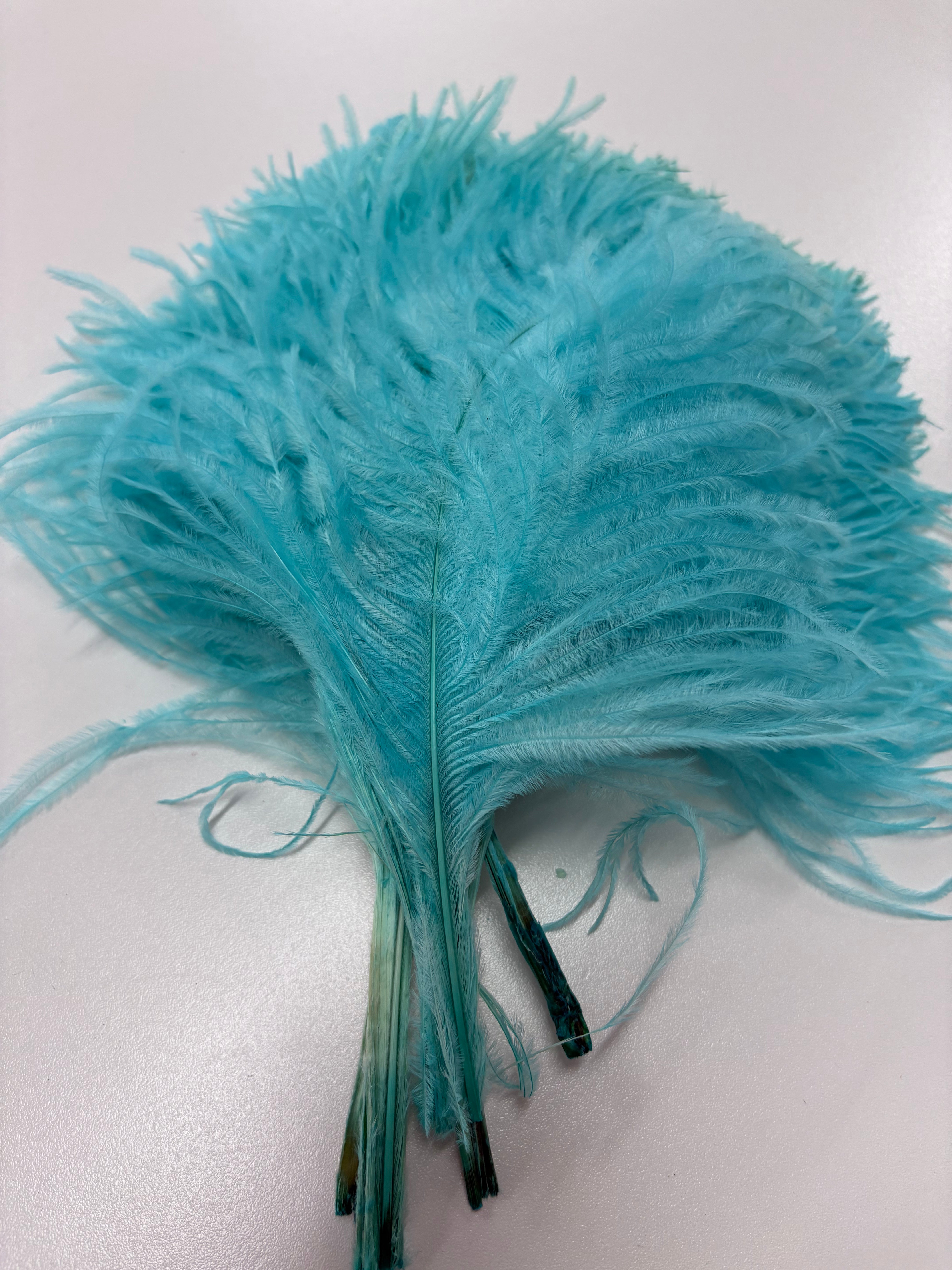 Ostrich Plume Tip Feathers