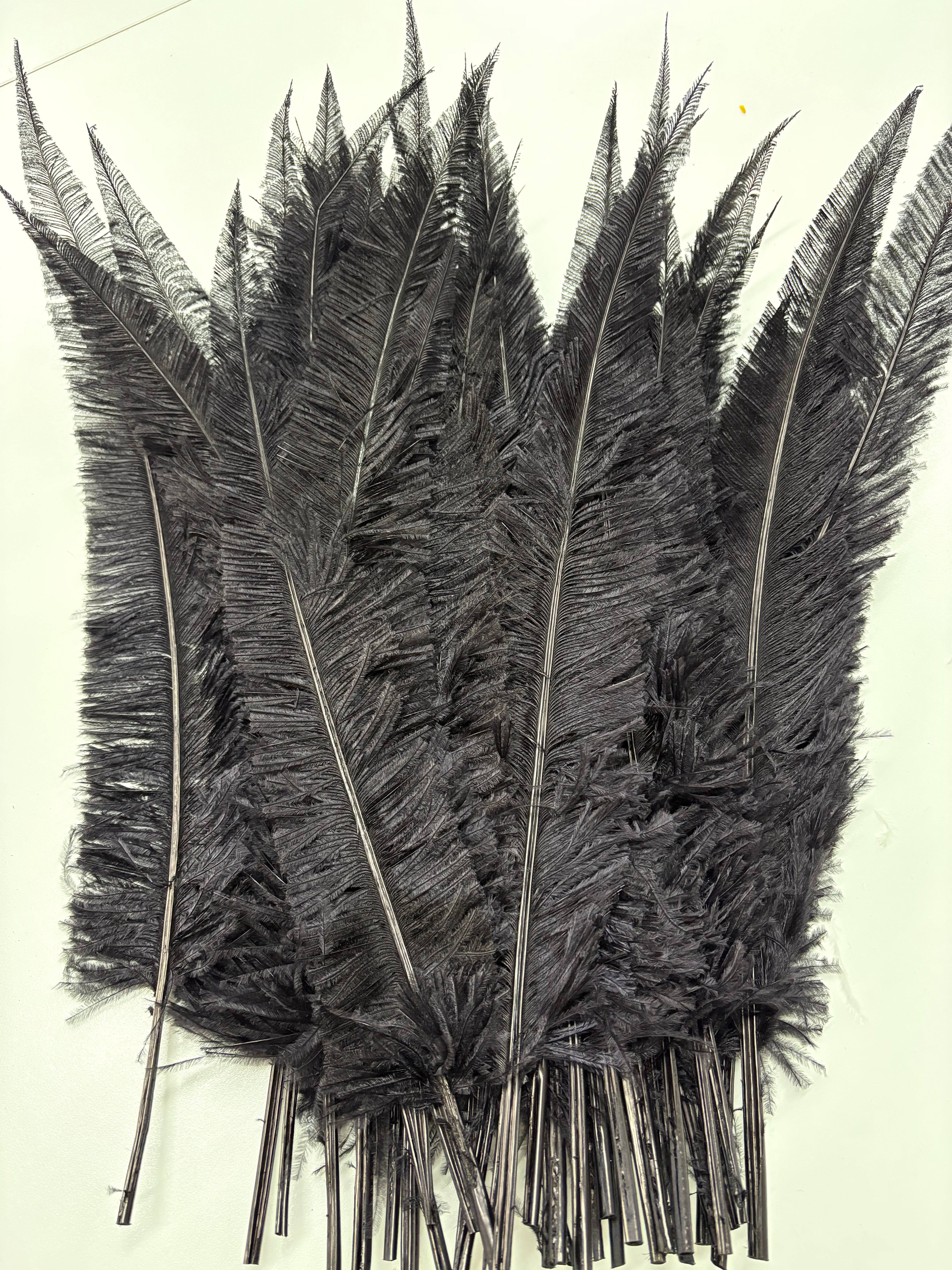 Ostrich Nandu (Spears)