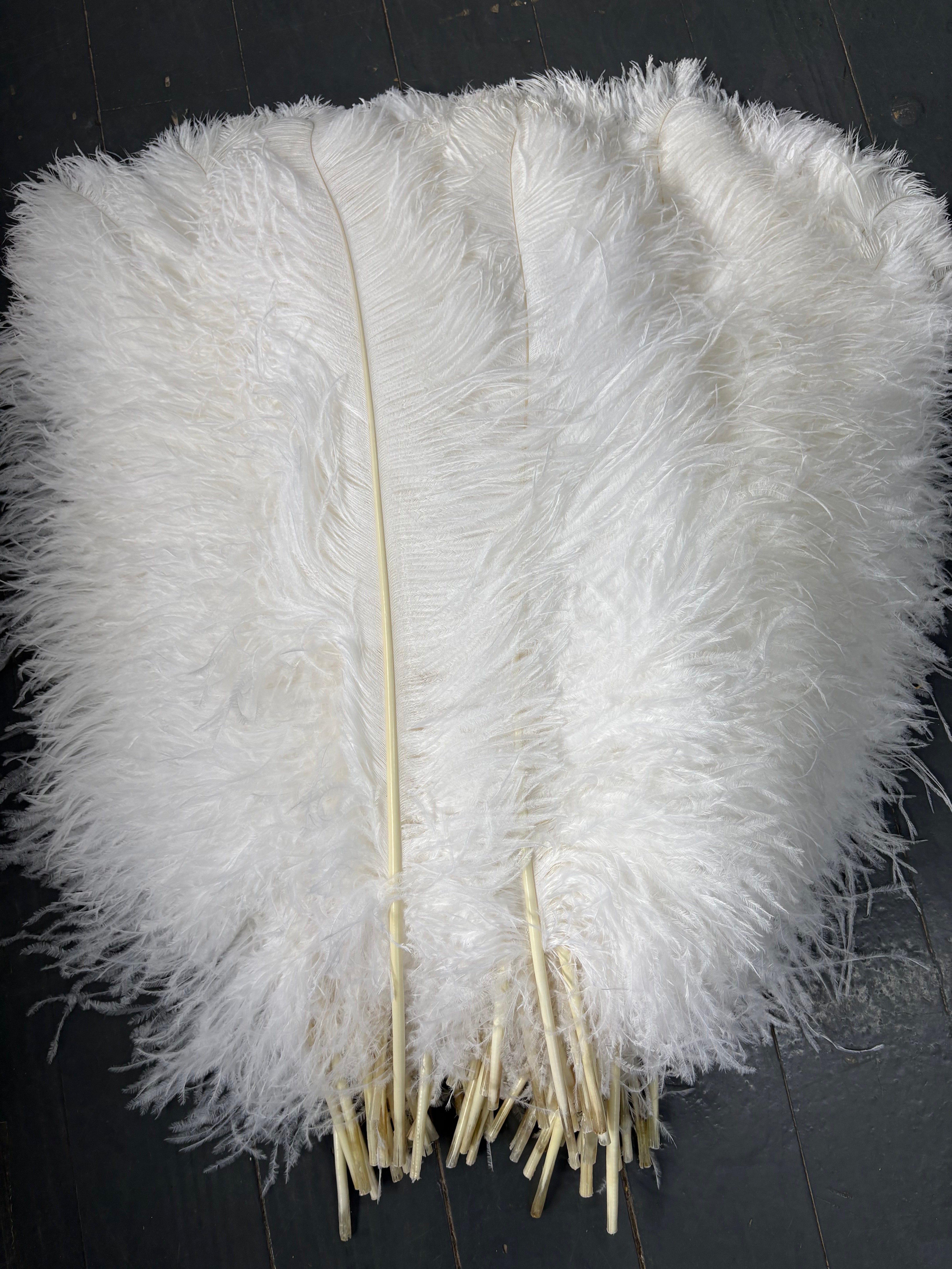 Ostrich Plumes – The ultimate choice for designers and performers