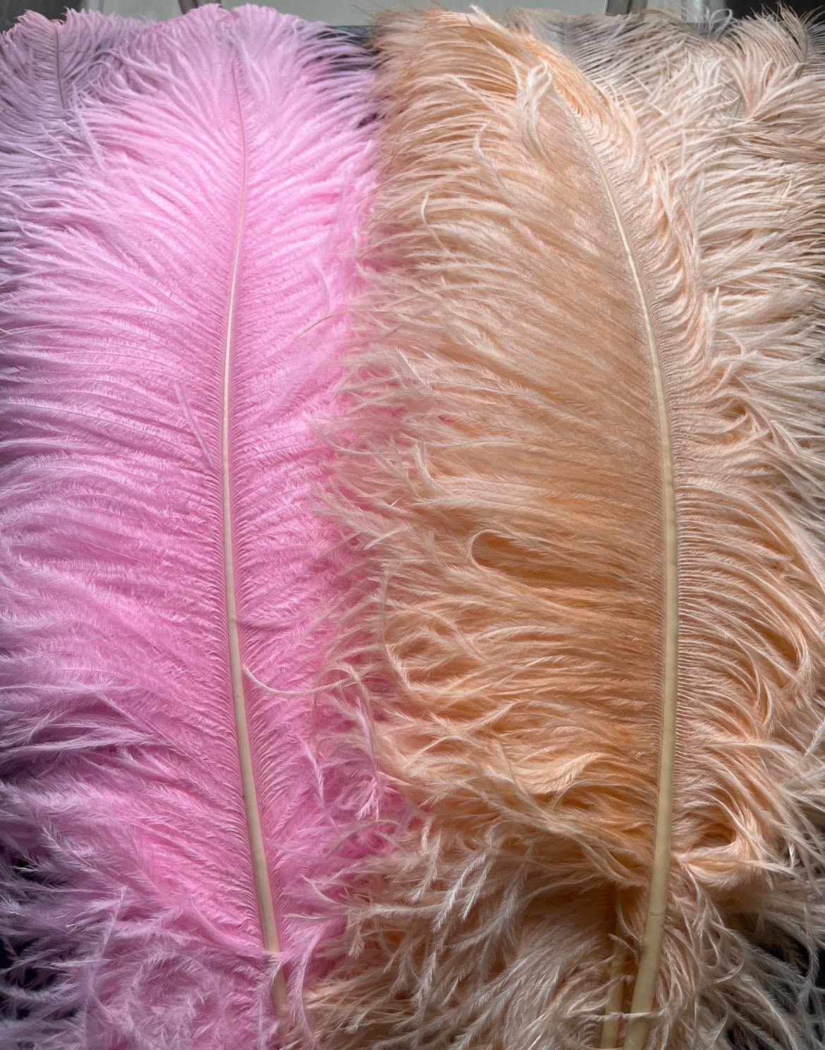 Ostrich Plume Feathers | Ostrich Plumes