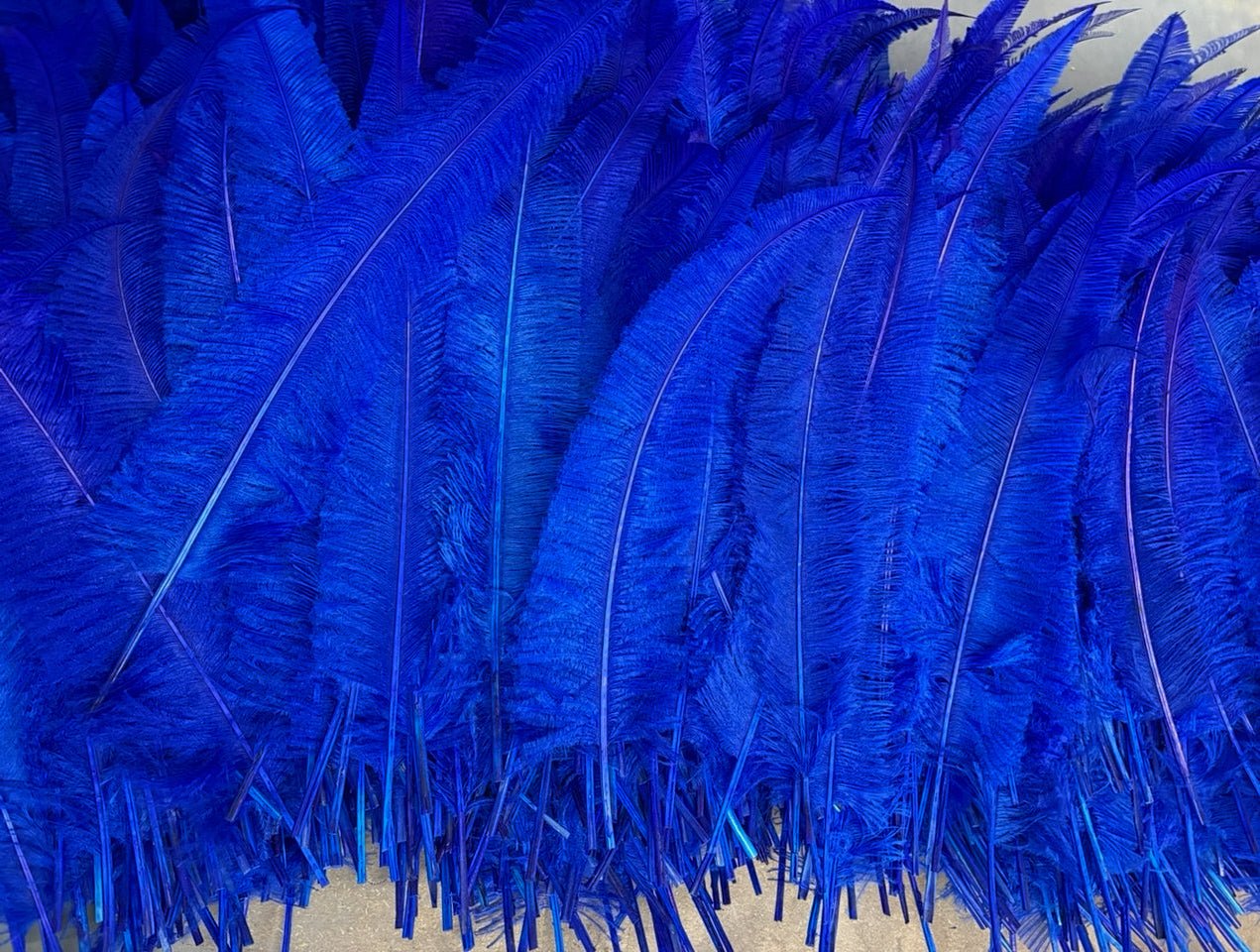 Ostrich Nandu (Spears)