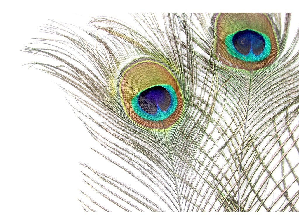 Peacock Eye Feathers - Fancy Feather