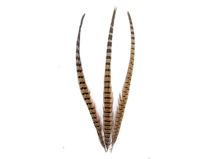 Pheasant Natural Ringneck Feathers - Fancy Feather