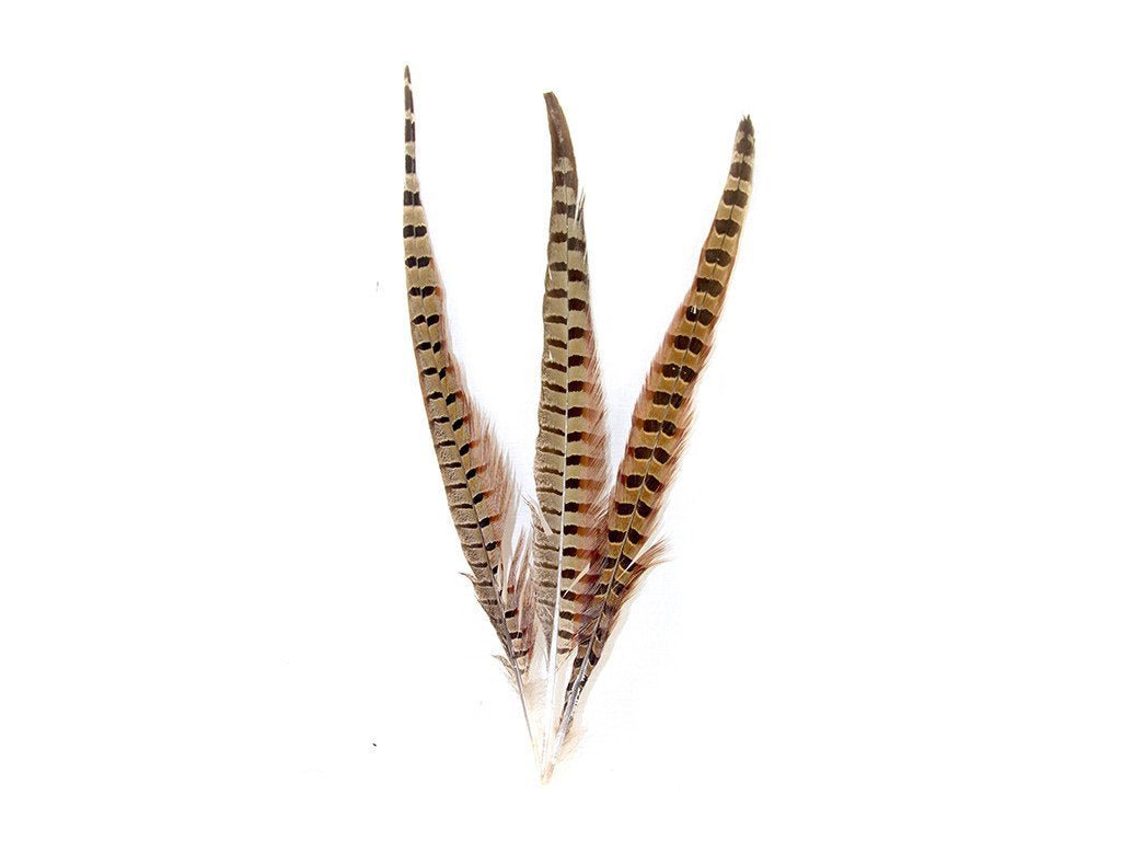 Pheasant Natural Ringneck Feathers - Fancy Feather