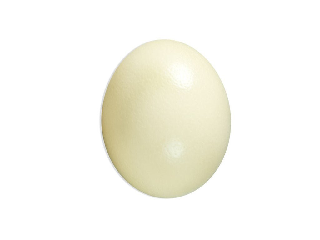 Ostrich Egg Shell for Sale