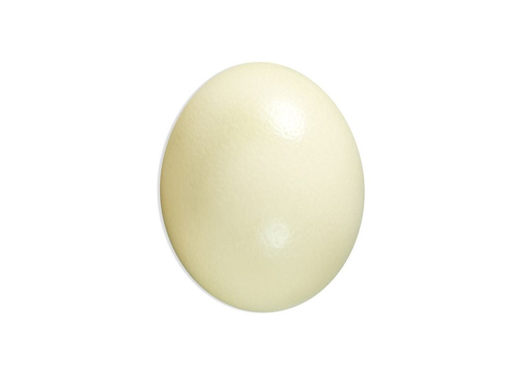 Ostrich Egg Shell - Fancy Feather