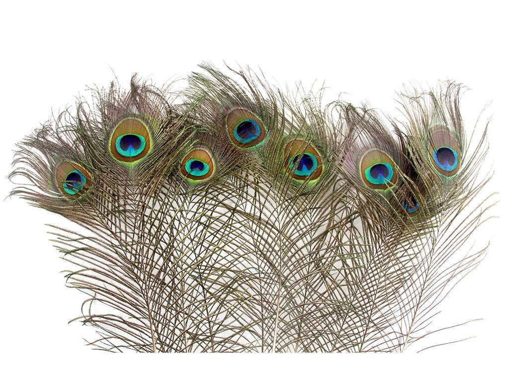 Peacock Eye Feathers - Fancy Feather