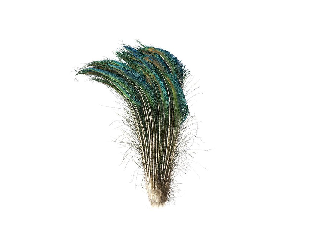 Peacock Sword Feathers - Fancy Feather