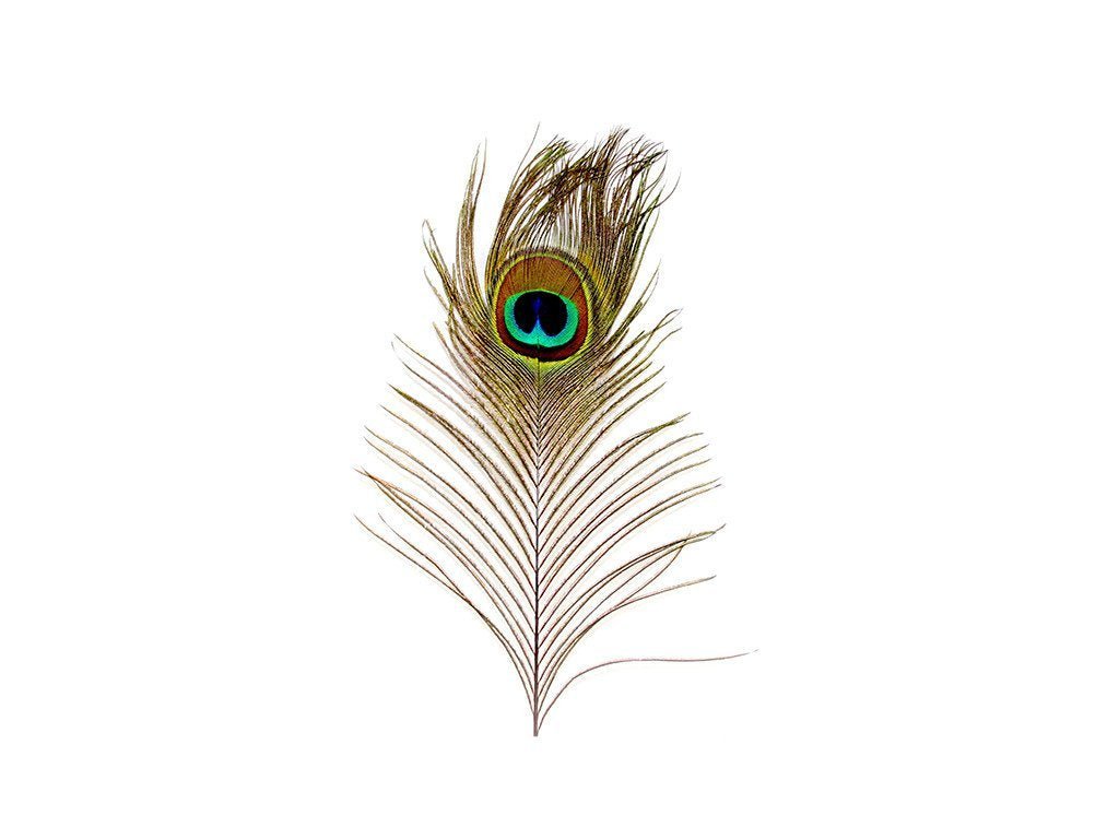 Peacock Eye Feathers - Fancy Feather
