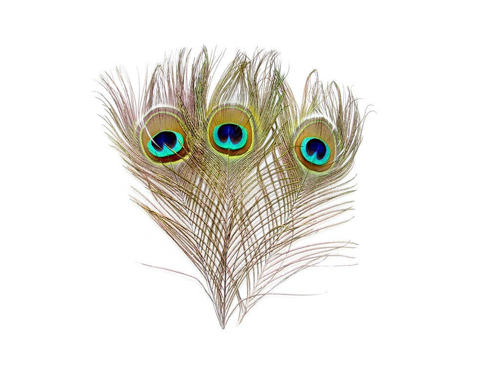 Peacock Eye Feathers - Fancy Feather