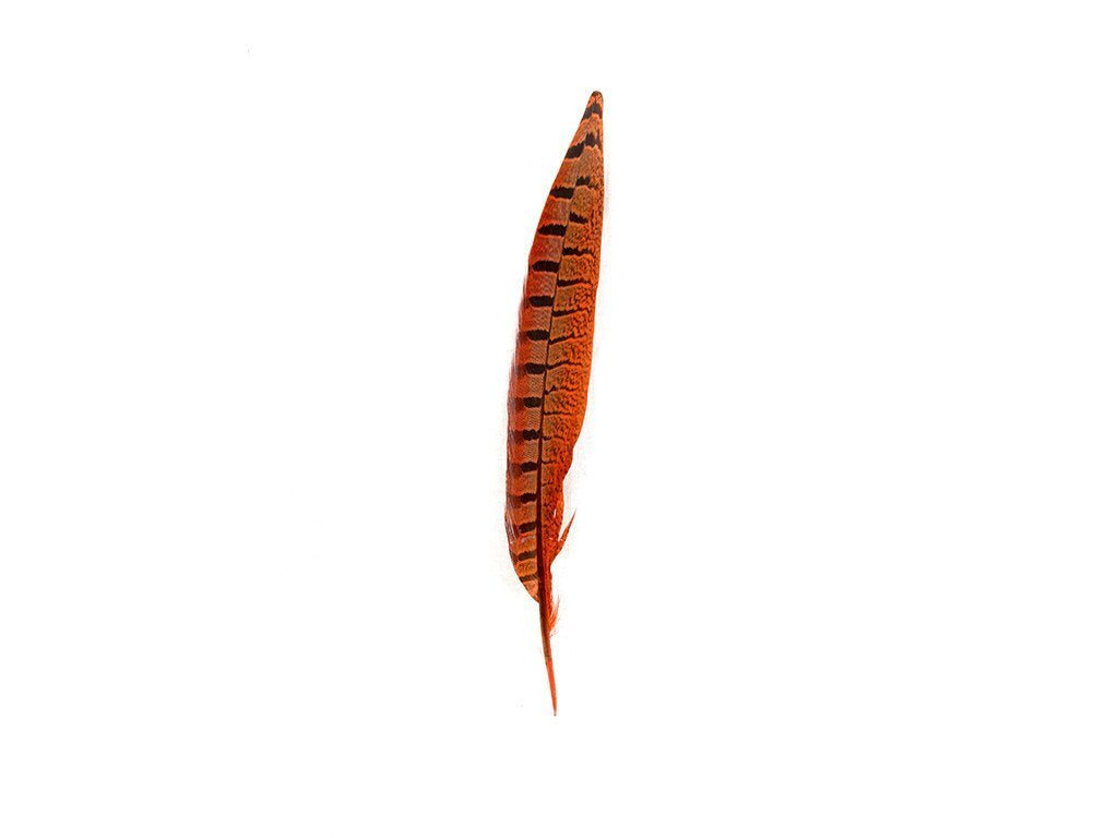 Pheasant Dyed Ringneck Feathers - Fancy Feather