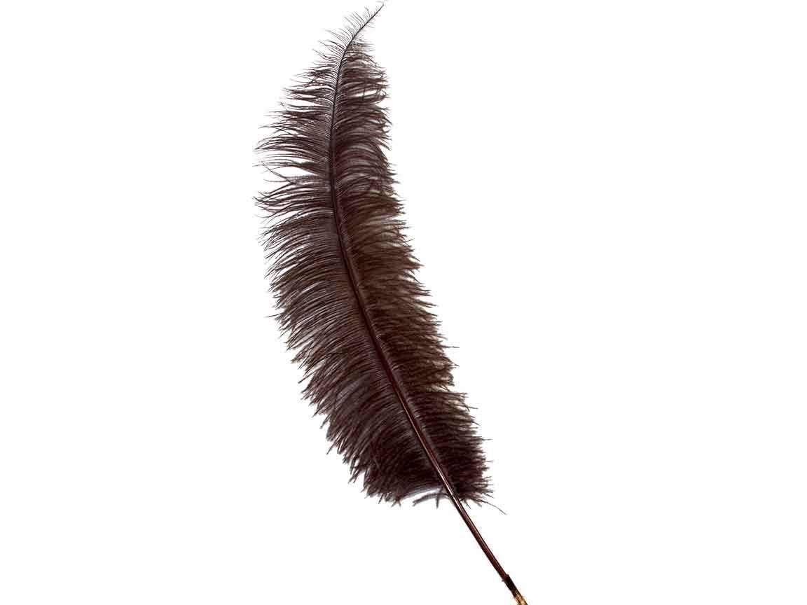 Ostrich Spad Feathers - Fancy Feather