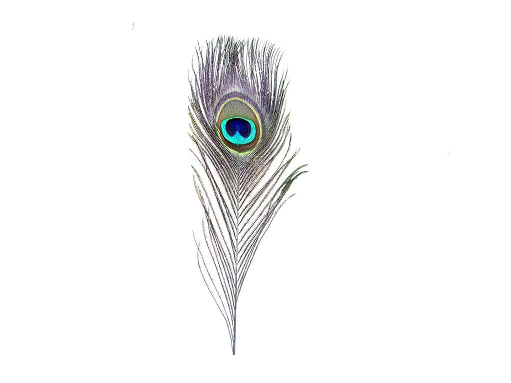 Peacock Eye Feathers - Stem Dyed - Fancy Feather