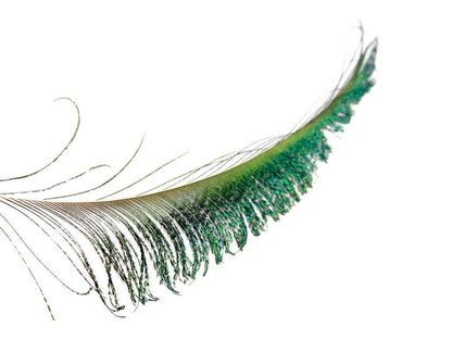 Peacock Sword Feathers - Fancy Feather